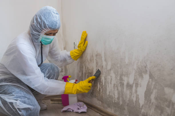 Best Mold Testing and Inspection Services in Lompoc, CA