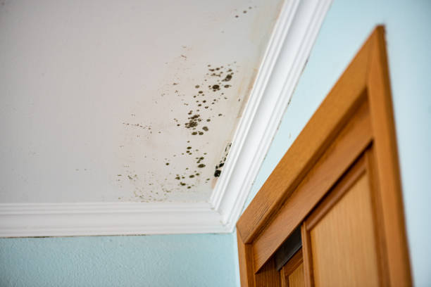 Best Preventive Mold Services in Lompoc, CA