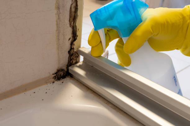 Best Post-Flood Mold Remediation in Lompoc, CA